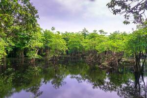 mooi ochtend- visie Indonesië panorama landschap rijstveld velden met schoonheid kleur en lucht natuurlijk licht foto