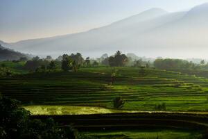 mooi ochtend- visie Indonesië panorama landschap rijstveld velden met schoonheid kleur en lucht natuurlijk licht foto