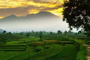 mooi ochtend- visie Indonesië panorama landschap rijstveld velden met schoonheid kleur en lucht natuurlijk licht foto