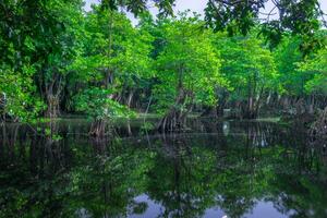 mooi ochtend- visie Indonesië panorama landschap rijstveld velden met schoonheid kleur en lucht natuurlijk licht foto