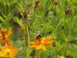 bij en kosmos bloem. dichtbij omhoog van honing bij Aan orang bloem verzamelt nectar. gouden honing bij Aan bloem stuifmeel, wazig achtergrond. selectief focus schot van een bij. foto