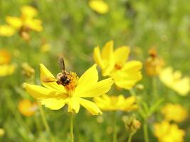 bij en kosmos bloem. dichtbij omhoog van honing bij Aan geel bloem verzamelt nectar. gouden honing bij Aan bloem stuifmeel, wazig achtergrond. selectief focus schot van een bij. foto