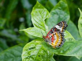 luipaard Lacewing vlinder Aan blad groen in tuin. foto