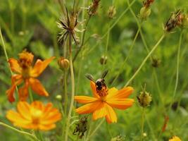 bij en kosmos bloem. dichtbij omhoog van honing bij Aan orang bloem verzamelt nectar. gouden honing bij Aan bloem stuifmeel, wazig achtergrond. selectief focus schot van een bij. foto