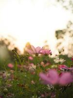 roze kosmos bloem in de tuin met zonsondergang tijd foto