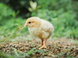 een kip baby in de tuin foto