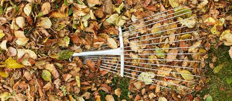 metaal hark Aan een stapel van herfst bladeren in de tuin foto
