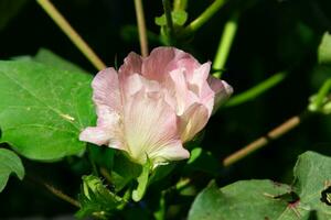 ronde geel bloemen van de katoen fabriek foto