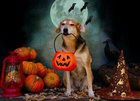 hond bedelen voor snoep Aan halloween foto