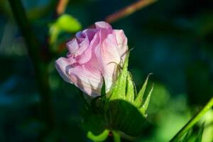 ronde geel bloemen van de katoen fabriek foto