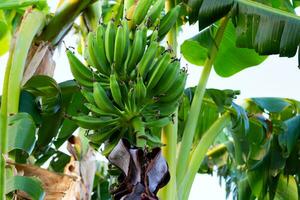 dichtbij omhoog Afdeling van groen bananen van de boomgaard foto