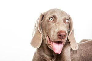 mooi groen ogen weimaraner puppy geïsoleerd Aan wit achtergrond. foto