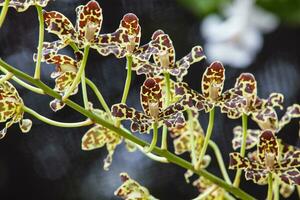detailopname van een van de mooi Colombiaanse orchideeën. de bloemen festival van medelln in Colombia foto