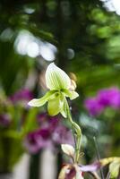 detailopname van een van de mooi Colombiaanse orchideeën. de bloemen festival van medelln in Colombia. foto