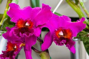 detailopname van een van de mooi Colombiaanse orchideeën. de bloemen festival van medelln in Colombia. orchidee behoren naar cattleya geslacht foto