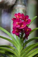 detailopname van een van de mooi Colombiaanse orchideeën. de bloemen festival van medelln in Colombia foto