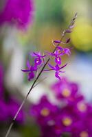 detailopname van een van de mooi Colombiaanse orchideeën. de bloemen festival van medelln in Colombia foto