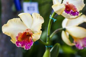 detailopname van een van de mooi Colombiaanse orchideeën. de bloemen festival van medelln in Colombia. orchidee behoren naar cattleya geslacht foto