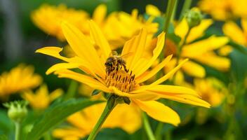 mooi wild bloem gevleugeld bij Aan achtergrond gebladerte weide foto