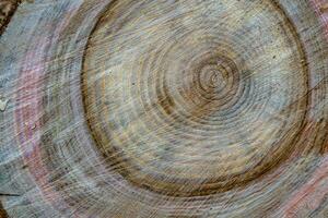 mooie houten breuk oude eik, natuurlijke textuur close-up foto