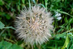 mooi wild groeit bloem zaad paardebloem Aan achtergrond weide foto