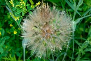 mooi wild groeit bloem zaad paardebloem Aan achtergrond weide foto