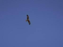 vliegend vogel van prooi in de zonneschijn. foto