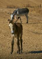 van de natuur schat. een bijzonder zicht van een jong ezel in Andalusië foto