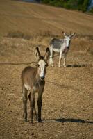 eenzaam schoonheid. jong ezel in de Andalusisch platteland foto
