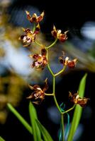 detailopname van een van de mooi Colombiaanse orchideeën. de bloemen festival van medelln in Colombia foto