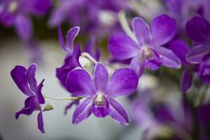 detailopname van een van de mooi Colombiaanse orchideeën. de bloemen festival van medelln in Colombia. foto