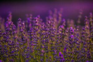 bloeiend lavendel bloemen in een provence veld- onder zonsondergang licht in Frankrijk. zacht gefocust Purper lavendel bloemen met kopiëren ruimte. zomer tafereel achtergrond. foto