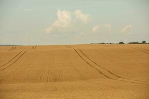 tarwe veld- en blauw lucht. agrarisch landschap met oren van tarwe. foto