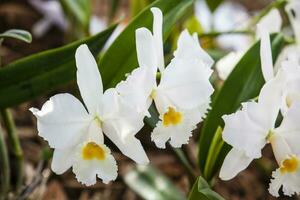 detailopname van een van de mooi Colombiaanse orchideeën. de bloemen festival van medelln in Colombia. orchidee behoren naar cattleya geslacht foto