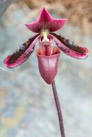 detailopname van een van de mooi Colombiaanse orchideeën. de bloemen festival van medelln in Colombia foto