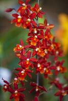 detailopname van een van de mooi Colombiaanse orchideeën. de bloemen festival van medelln in Colombia foto