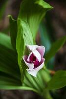 detailopname van een van de mooi Colombiaanse orchideeën. de bloemen festival van medelln in Colombia foto