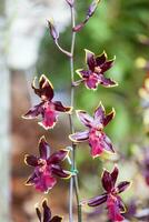 detailopname van een van de mooi Colombiaanse orchideeën. de bloemen festival van medelln in Colombia foto