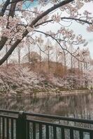 mooi roze sakura kers bloesem bloemen bloeiend in de tuin in voorjaar foto