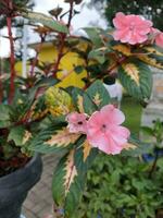 bloem in de tuin Aan zonnig dag. selectief focus. botanisch schot foto