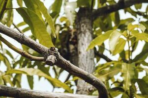 mango boom bladeren onder een Doorzichtig dag foto