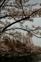 mooi roze sakura kers bloesem bloemen bloeiend in de tuin in voorjaar foto