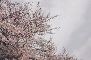 mooi roze sakura kers bloesem bloemen bloeiend in de tuin in voorjaar foto