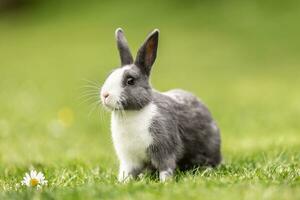 nieuwsgierig vee konijn zittend in de gras in de tuin foto