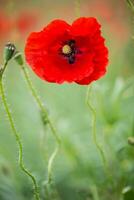 detailopname wild papaver bloemen in een veld- foto