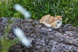 gember pluizige kat ligt op groen gras in de tuin foto