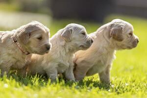 drie gouden retriever puppy's zittend in de groen gras foto