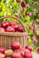 vers rijp rood appels in houten mand Aan tuin tafel foto