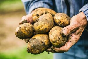 oud hand- van boer Holding vers biologisch aardappelen foto