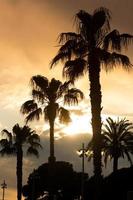 palmbomen zonsondergang gouden blauwe lucht achtergrondverlichting foto